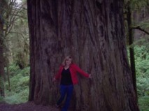 Redwood Forest, CA - Gina Lockhart
